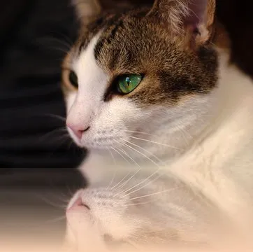 一分钱彩票 App 手机界面